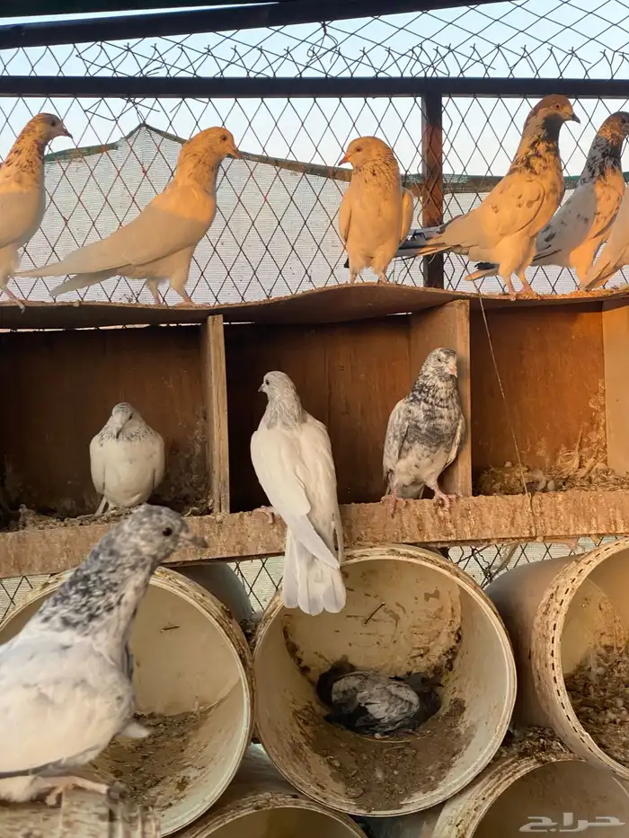 حمام باكستاني اعمار صغيره شباب 27