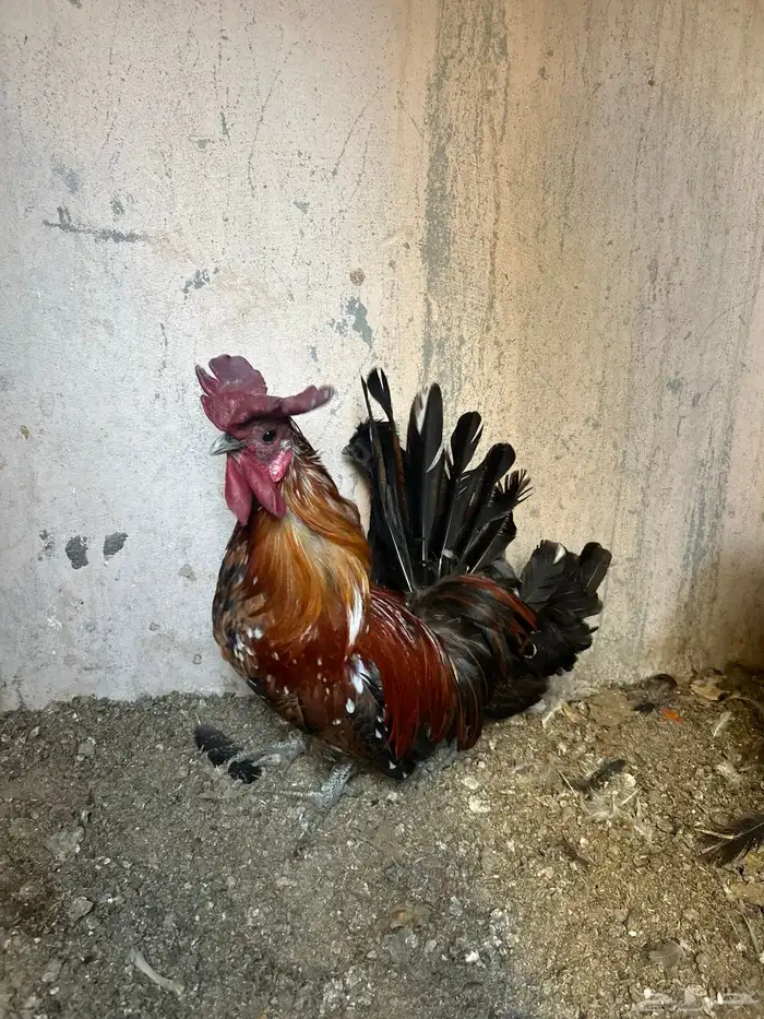 دجاج حباحب 1