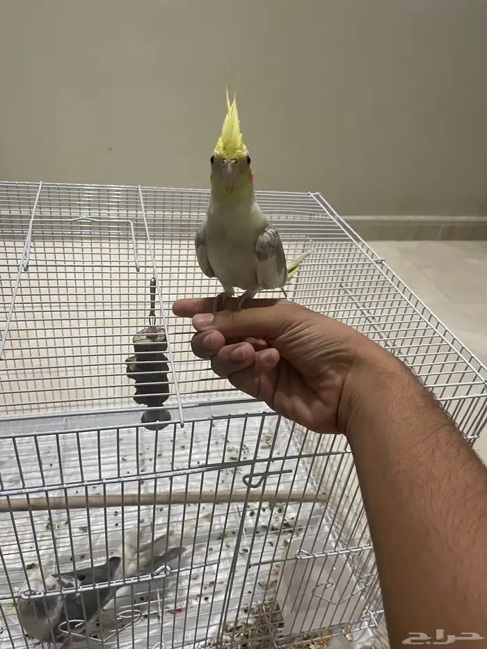 عصافير 3