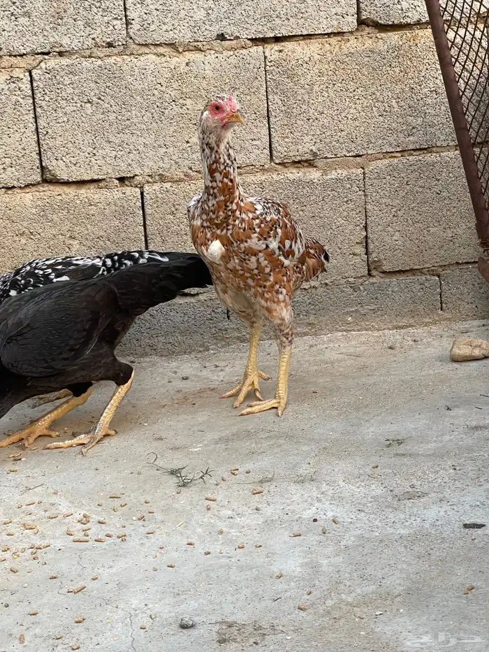 دجاج سندي للبيع 0