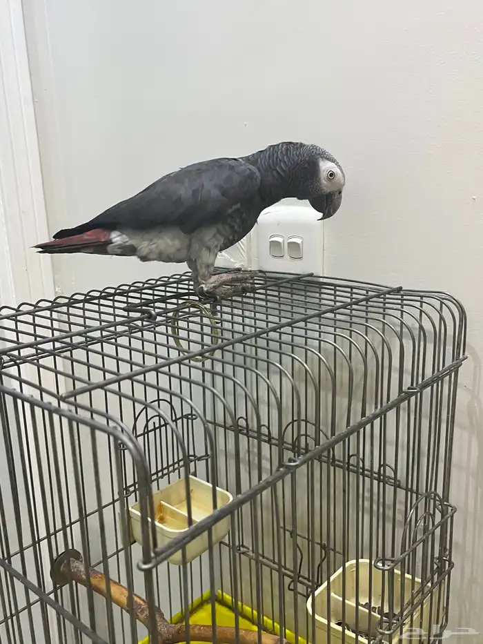 السلام عليكم 3