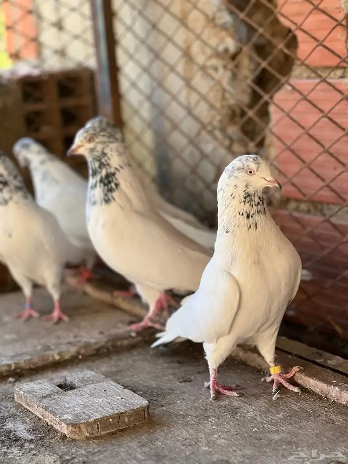 حمام بكستاني جناسر فواخر 5