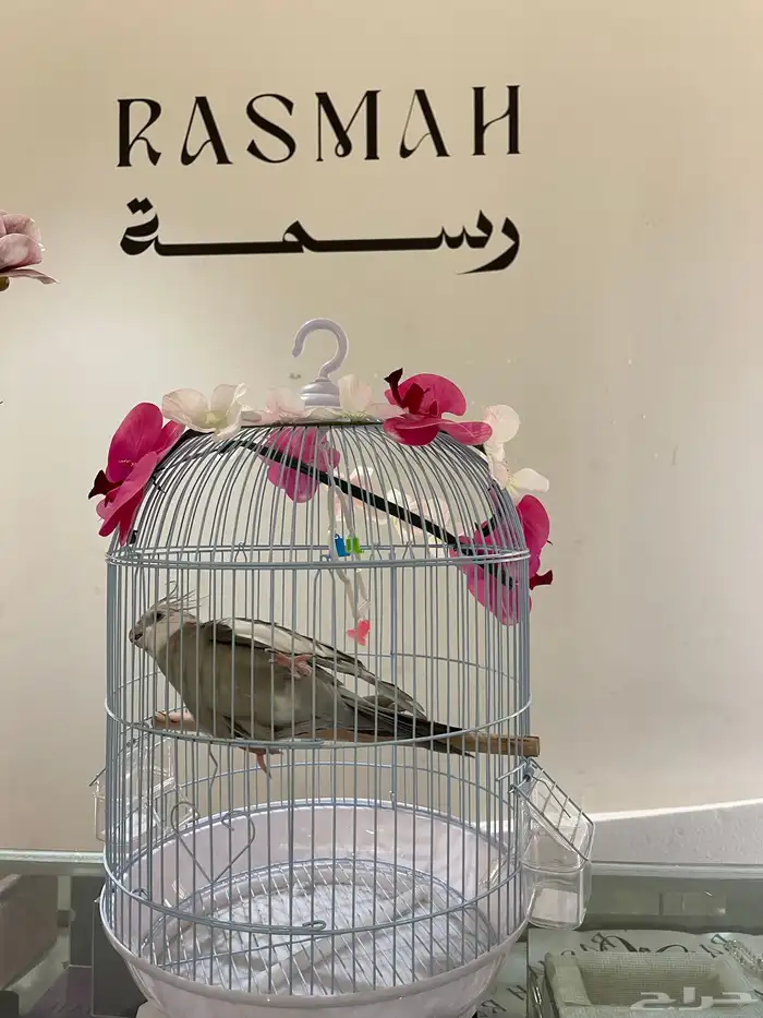 منسق زهور وكوش سوري 36