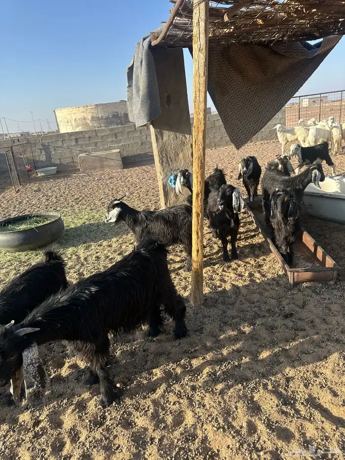 تيوس وجفار للبيع ذبايح فوق الوسط وفيها مقفل شحم 4