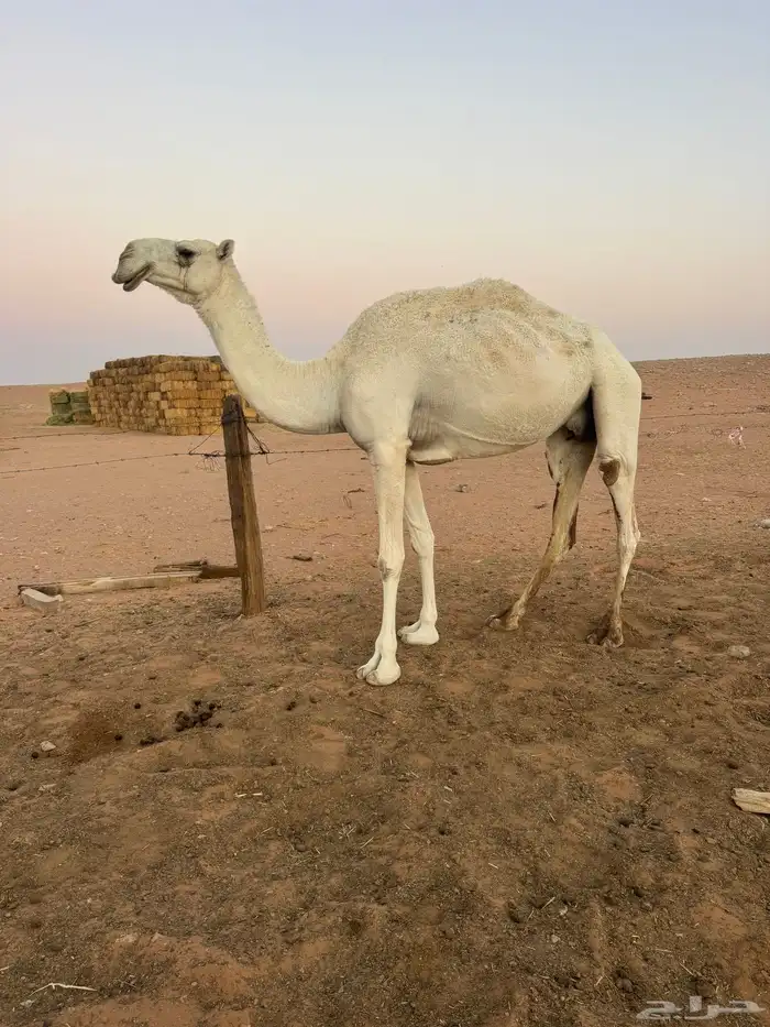 ضروبه وضحا شبب 0