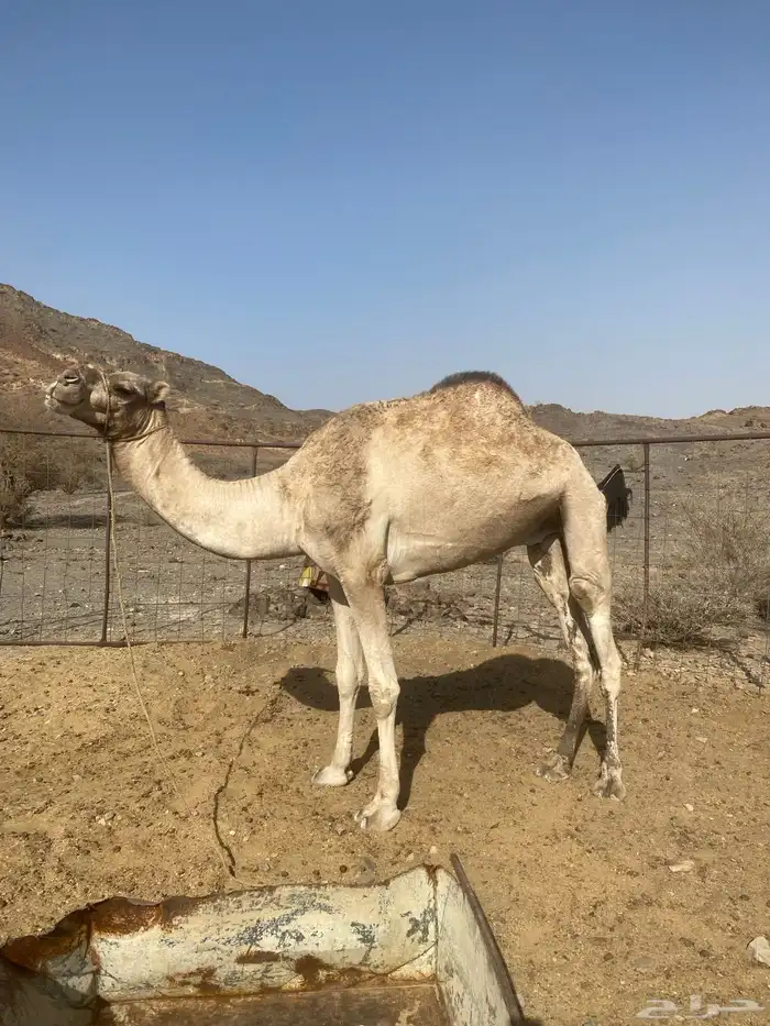 ركبي 1