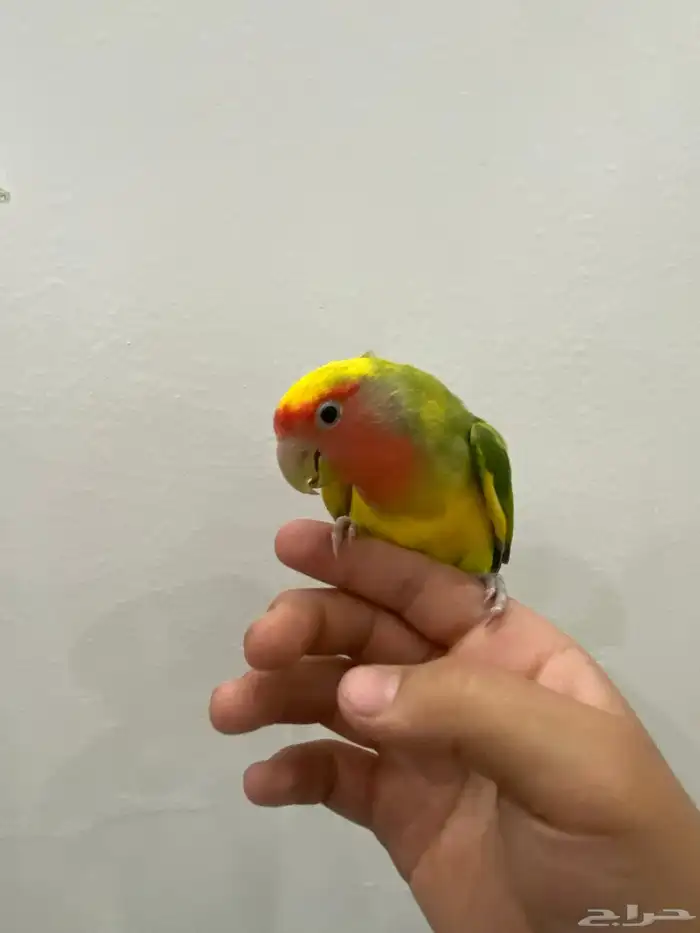 روز للبيع 1