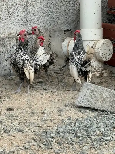 للبيع دويك سبرايت شبابي مستوى بطل حجم الكف وجناح طايح index
