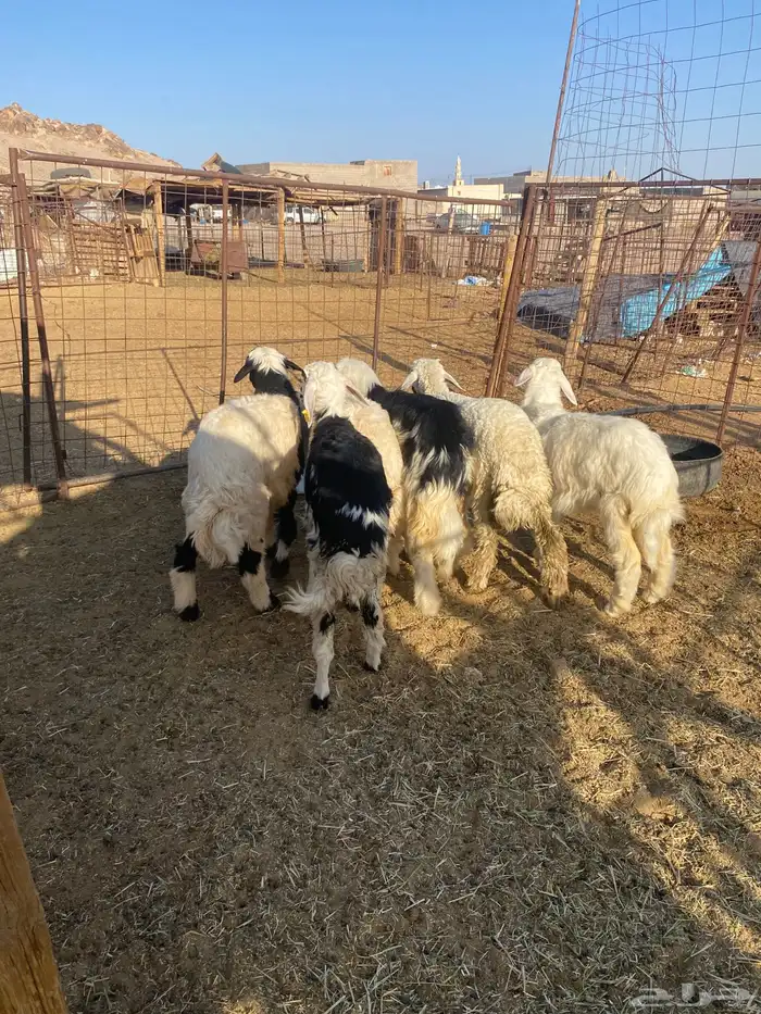 الطليان 0
