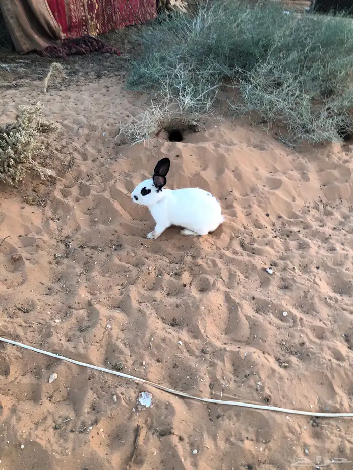 ذكر ارنب بابون 7