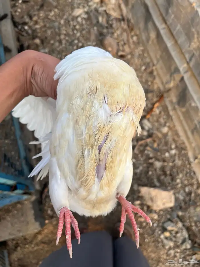 زغاليل حمام فرنسي سوبر جابو شحم ولحم 4