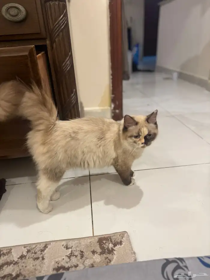 قطة راغدول للبيع 0