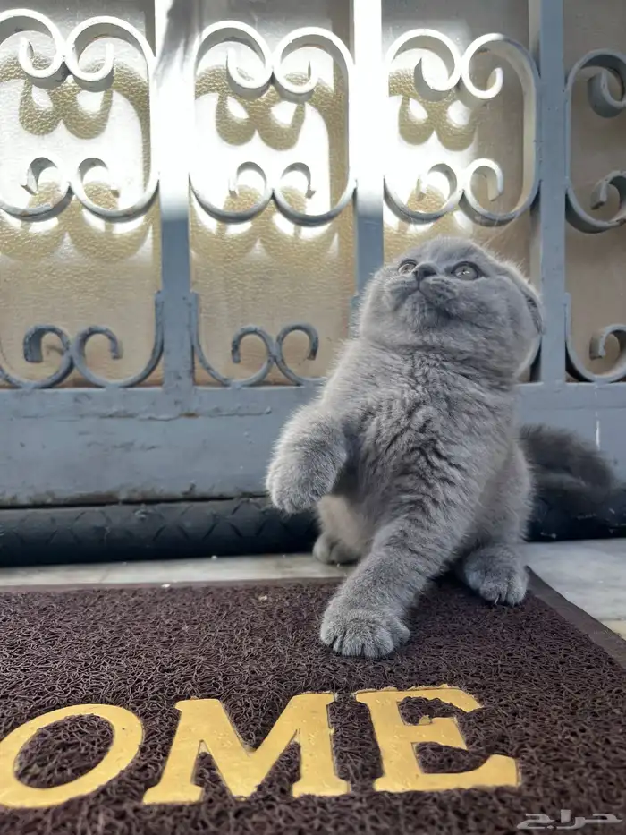 scottish fold kitten 9