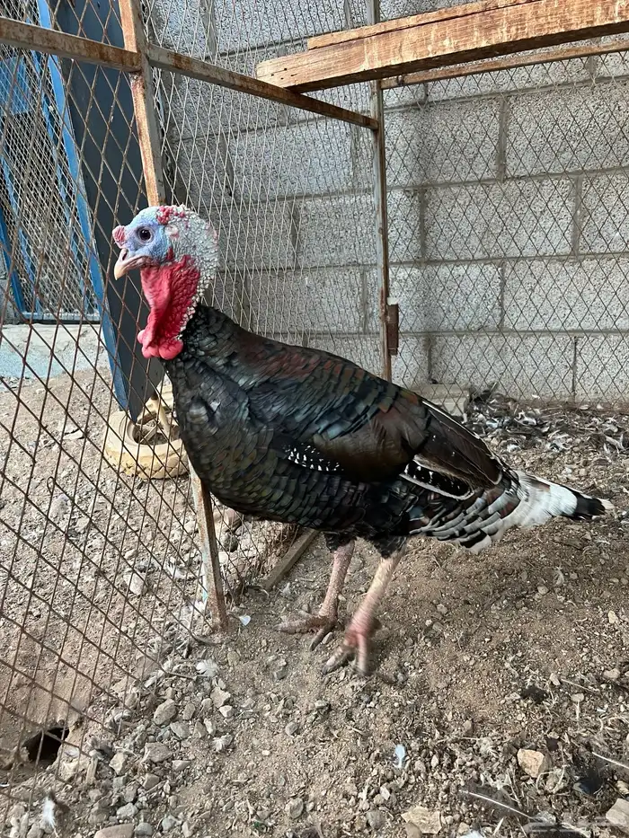 ديك رومي(تم البيع) 0