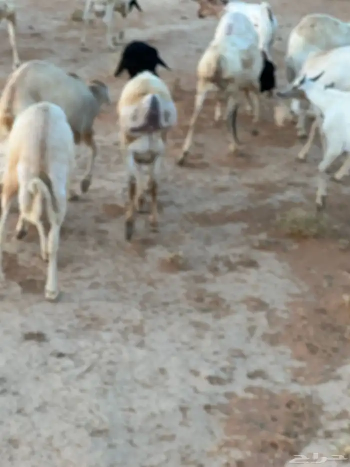 تيوس بيشيه عمر 4 شهور مرابي 15