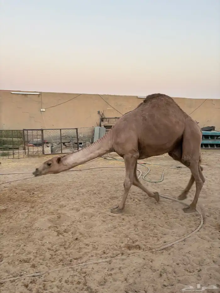 قعودين شعل مستقبل فحول سومها على 10 آلاف 5