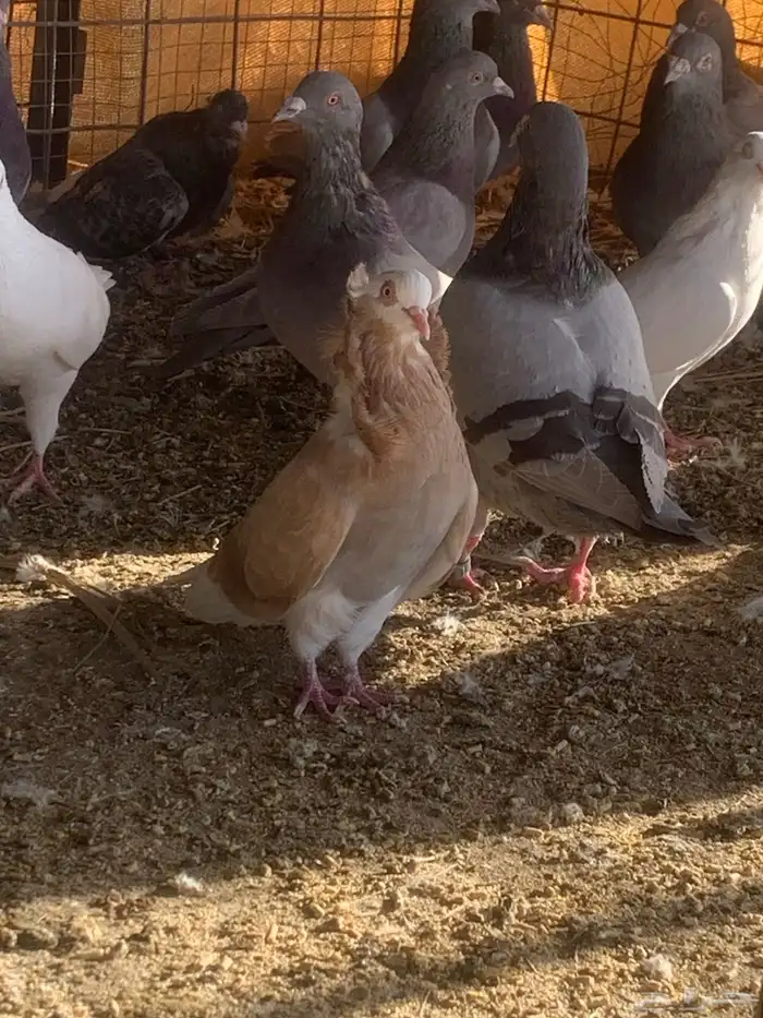 البيع حمام بلجيكي 18