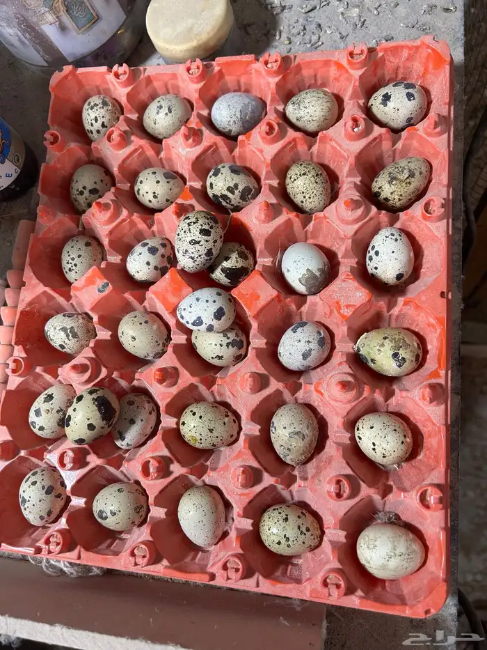 طبق بيض سمان تكساس. تم البيع 0