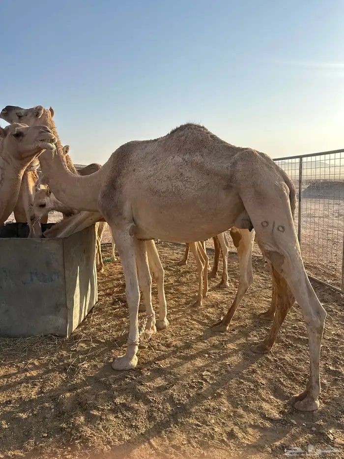نياق للبيع. اقبل معاريض غنم 15