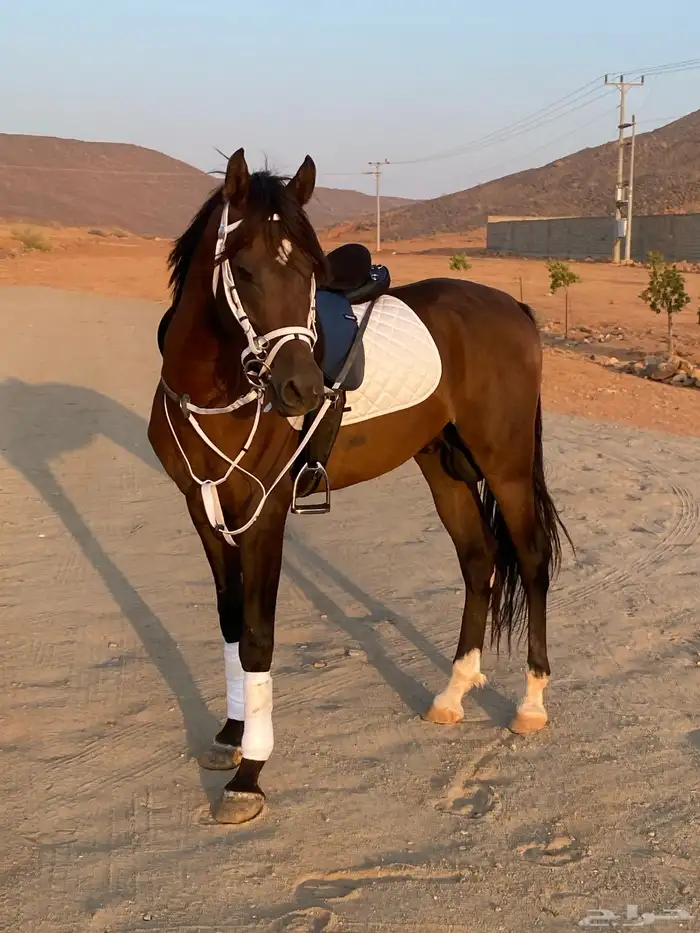 يوجد لدينا ايواء خيل المنطقه جده الغولاء على طريق عسفان 3