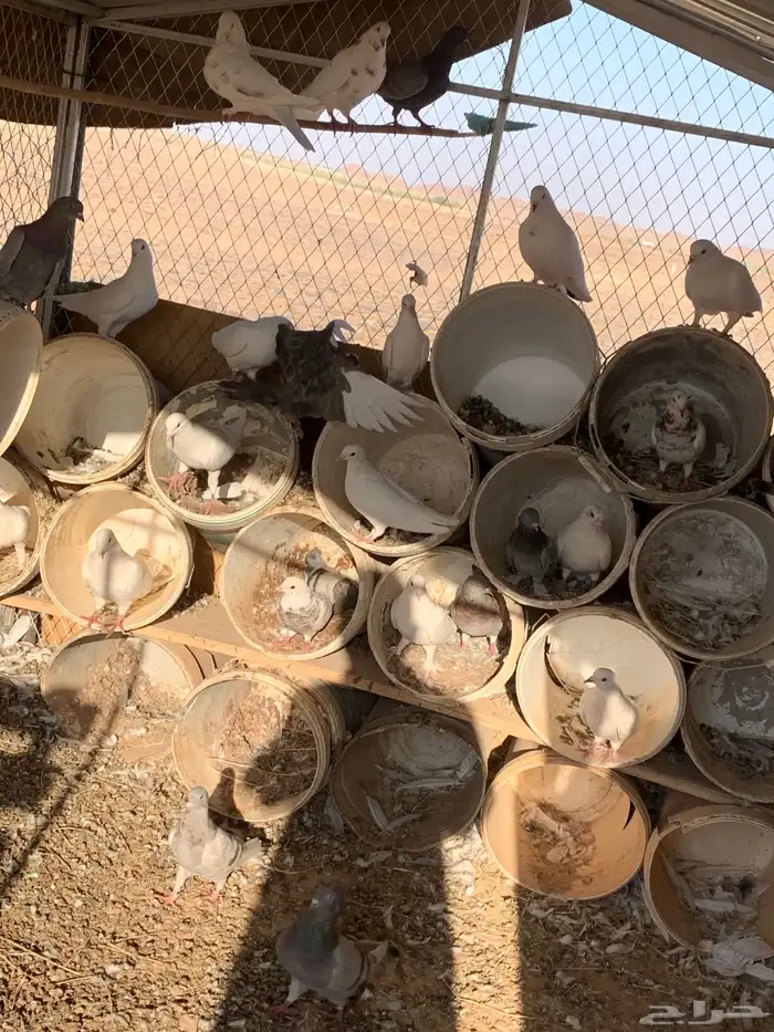 حمام فرنسي وسلفر منتج شرط 3