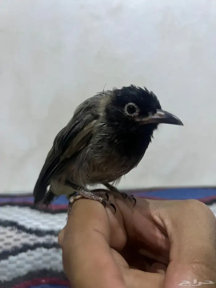 نغري او بلبل او كعيت 2