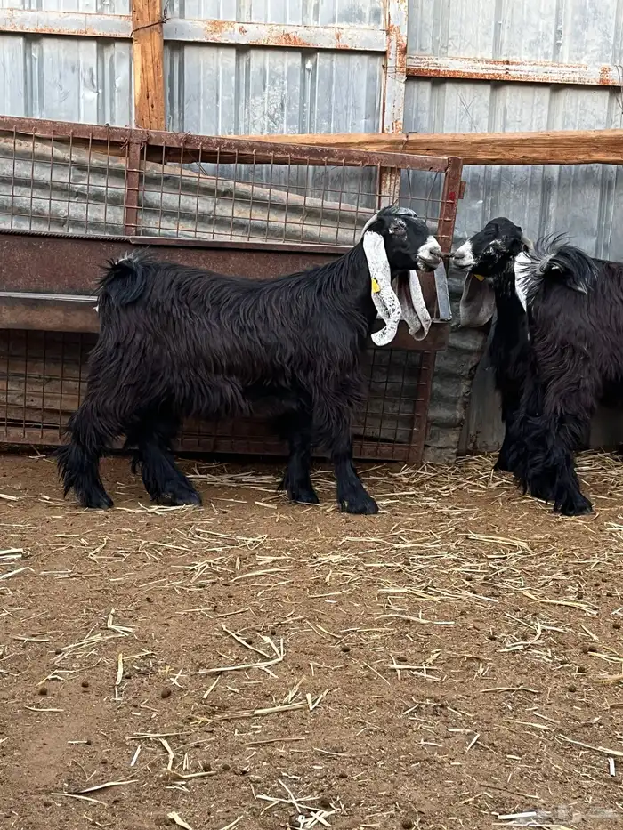 جفار عارضيات وفحل 1