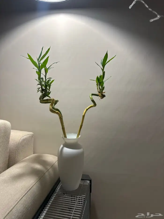 مطلوب شقق مؤثثه عوائل 0