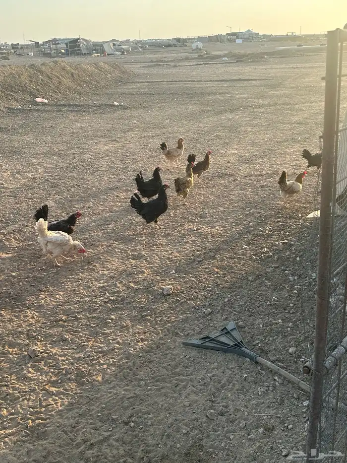 دجاج للبيع 1