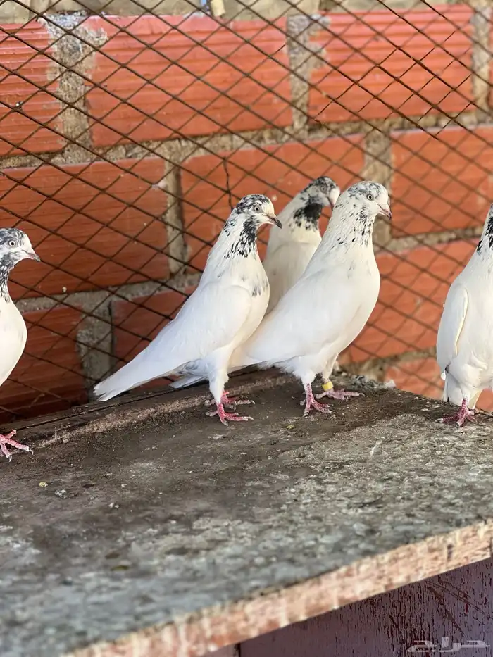 حمام بكستاني جناسر فواخر 8