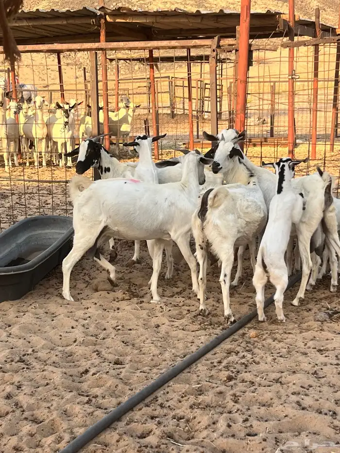 معزا بيشية مراح واحد . 7