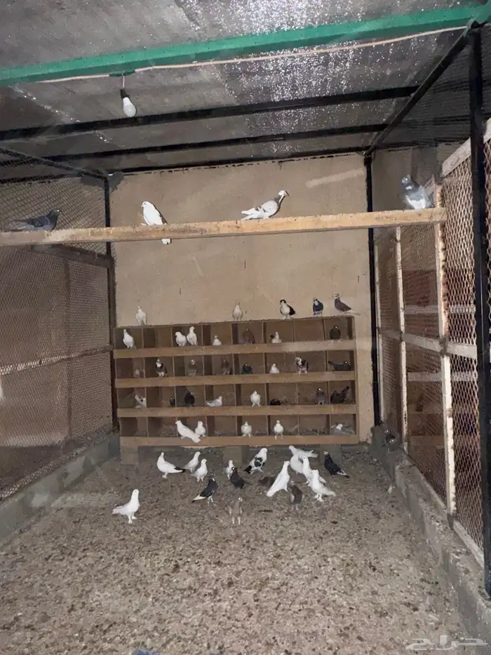 حمام  ديوك للبيع 1