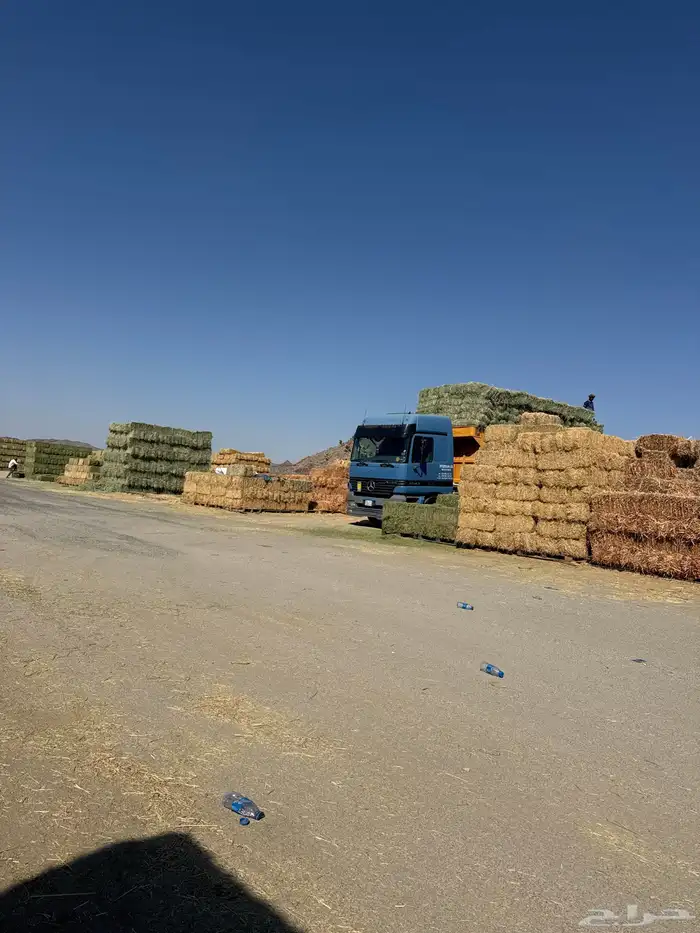 على طلب العميل برسيم رودس ذره نجم ت 0