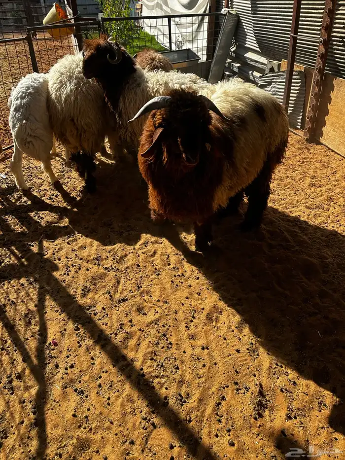 طليان نعيم جبره بلدي 2