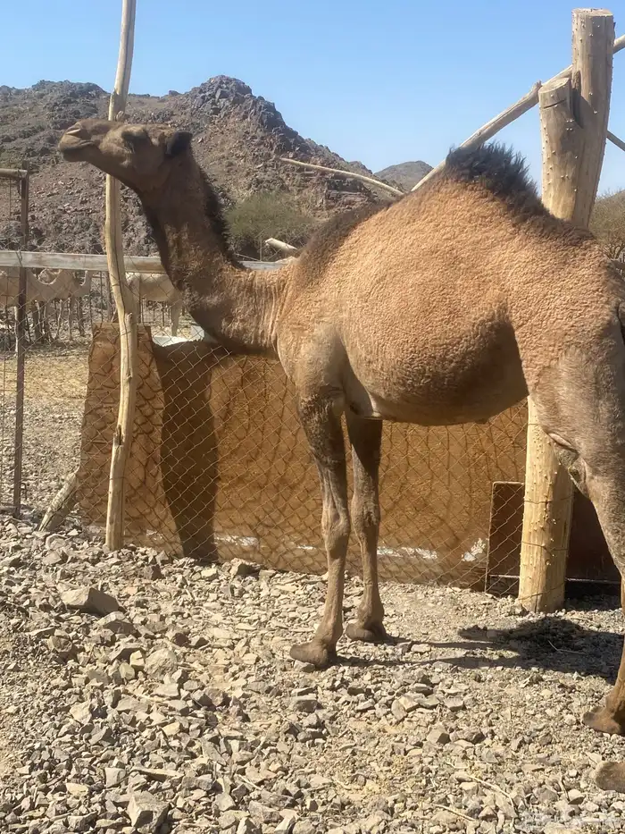 بكره صفر كفو تم البيع 1