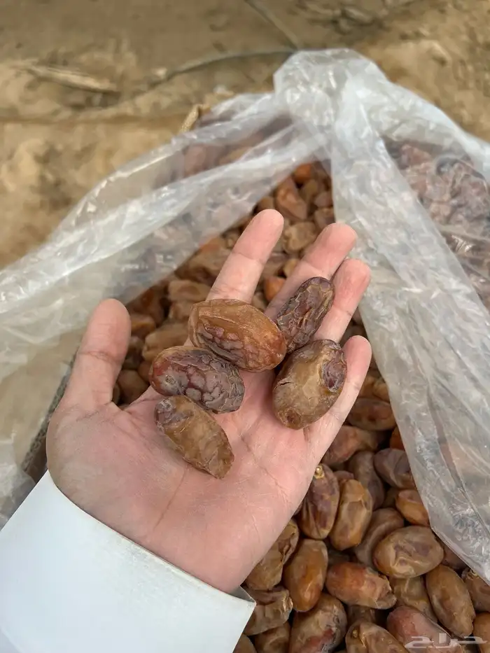 للبيع تمر خلاص و منيفي فاخر للبيع 0