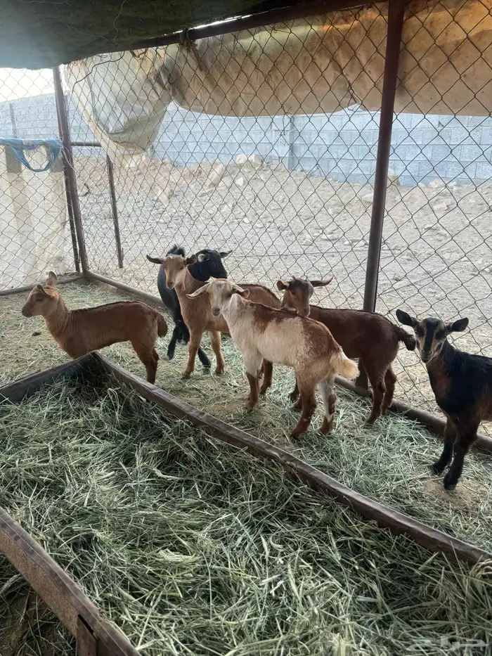 7 من العرس فل شحم للبيع 1