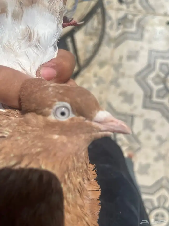جوز لاكا 8