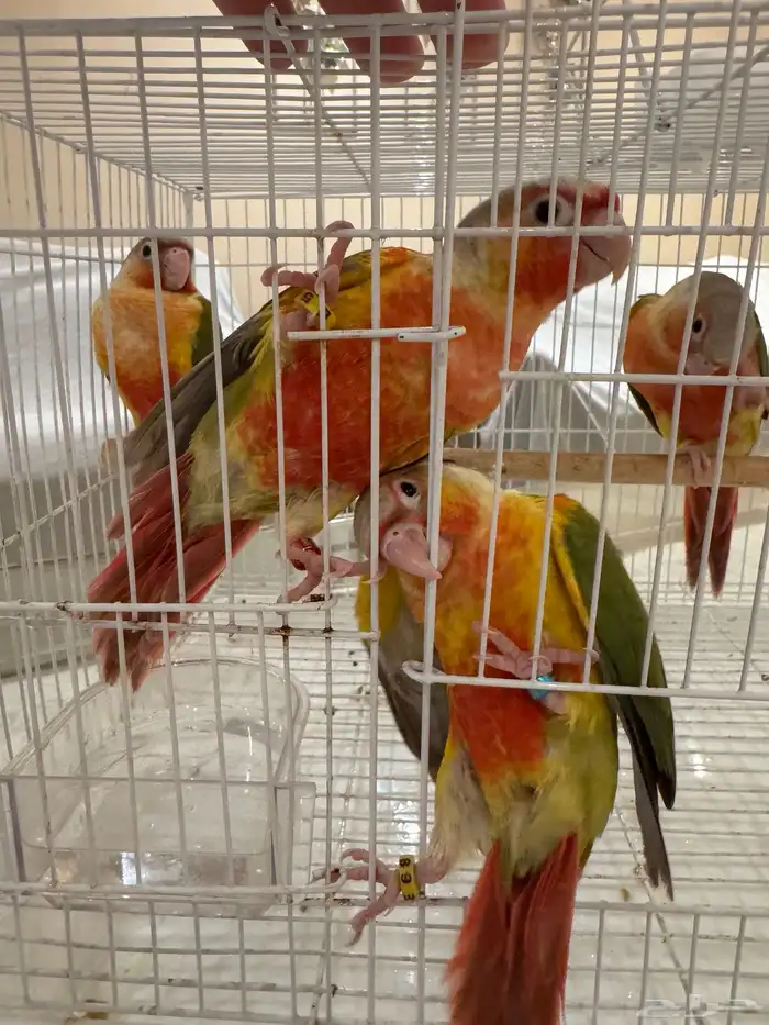 للبيع فروخ سينامون رد فاكتور 3