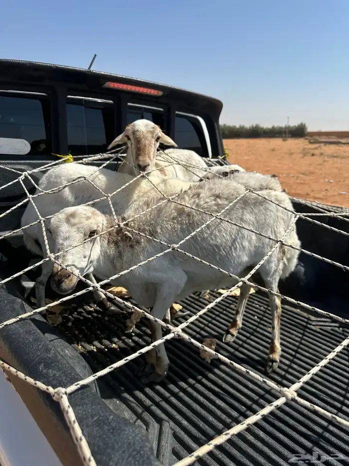 رفيدي للبيع سيمت 760 0