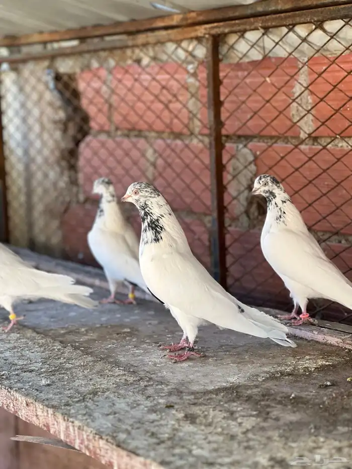 حمام بكستاني جناسر فواخر 7