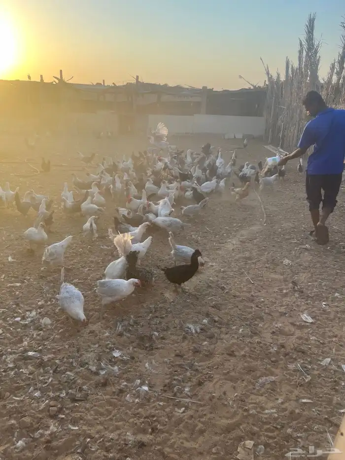دجاج بيضا للبيع 7