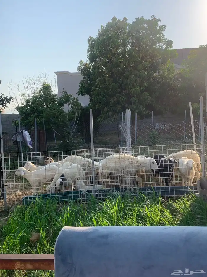 للبيع طليان ورخال عدد 16 0