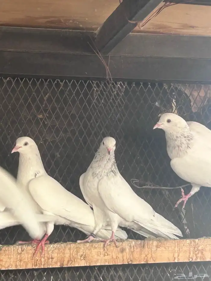 حمام باكستاني اصلي 1