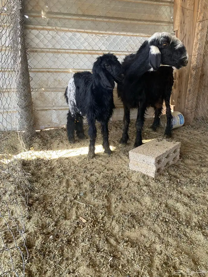 نجد متابيع 2