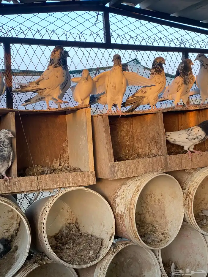 حمام باكستاني اعمار صغيره شباب 23