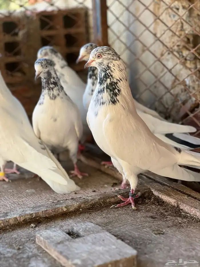 حمام بكستاني جناسر فواخر 0