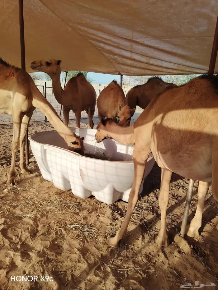 قعدان تربيه 3 شهور 0