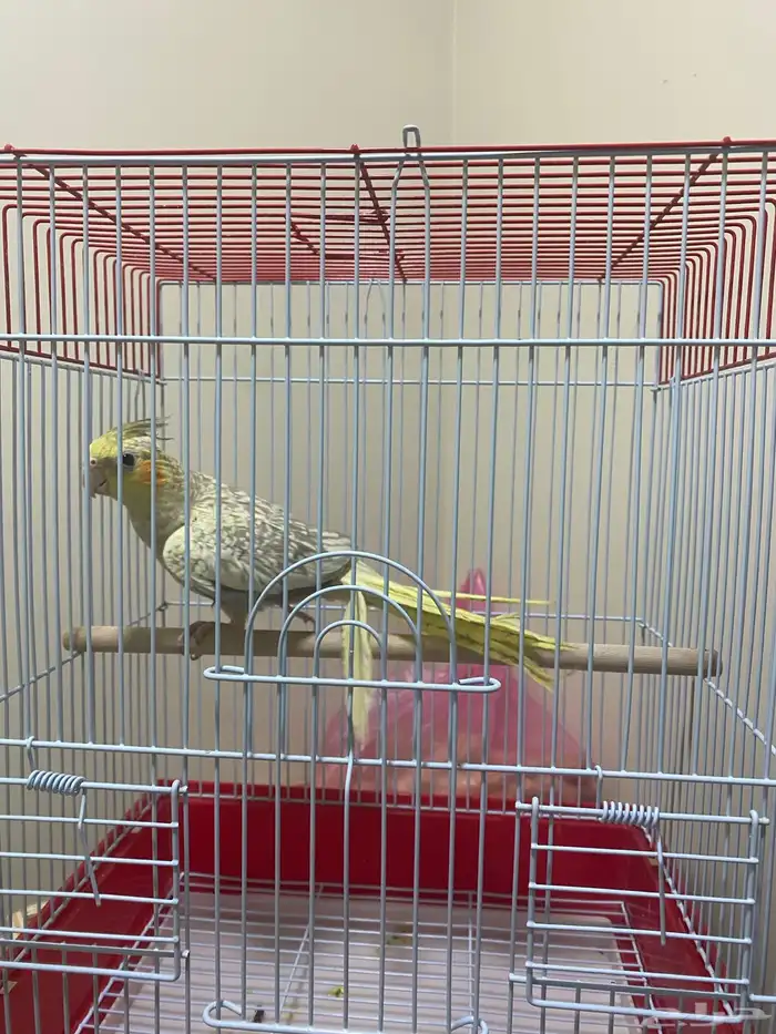 كروان انثى 2