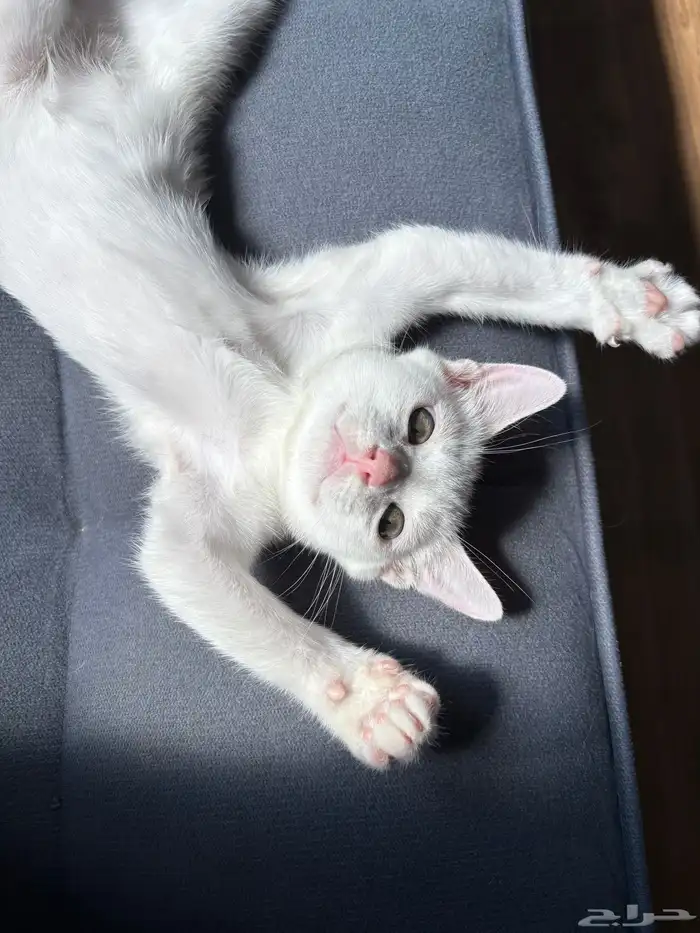 قطط للتبني 2